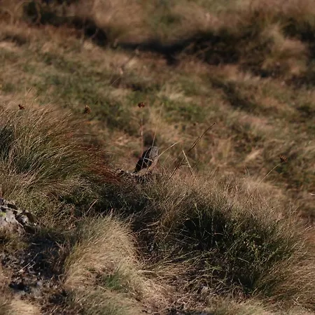 Vikendica Despotovic